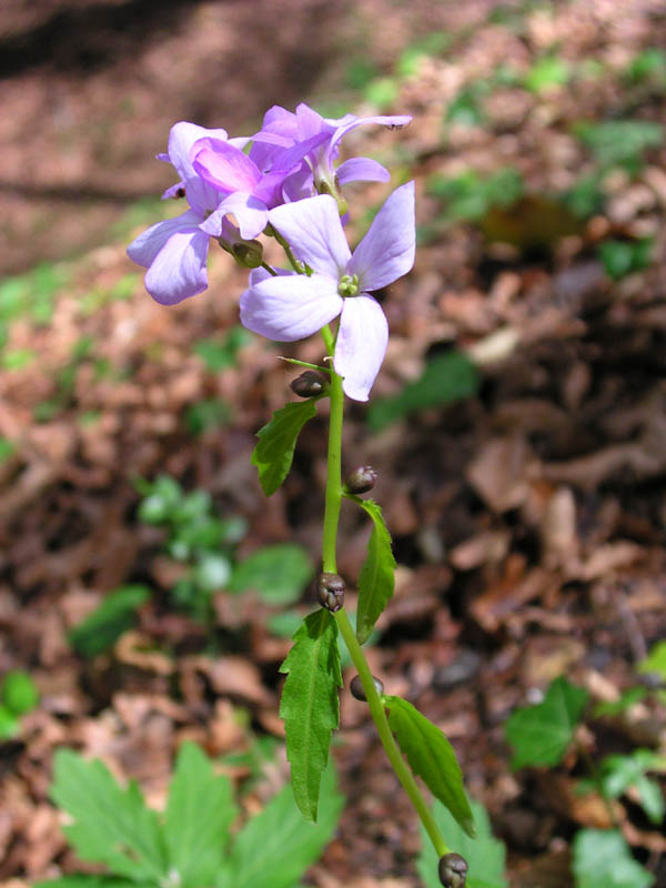 Cardamine bulbifera  / Dentaria minore